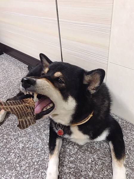 【開箱】寵物馬肉零食開箱。寵物展必買零食！日本賽犬最愛寵物馬肉品牌 Michinoku Farm 鎧帛寵物零食。正港宅配原肉寵物零食（貓狗肉品推薦 / 健康寵物肉片 / 毛小孩肉品零食推薦）－ 低熱量寵物零食 Michinoku Farm 馬肉肩厚切