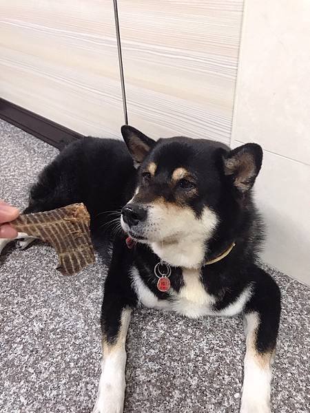 【開箱】寵物馬肉零食開箱。寵物展必買零食！日本賽犬最愛寵物馬肉品牌 Michinoku Farm 鎧帛寵物零食。正港宅配原肉寵物零食（貓狗肉品推薦 / 健康寵物肉片 / 毛小孩肉品零食推薦）－ 低熱量寵物零食 Michinoku Farm 馬肉肩厚切