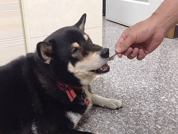 【開箱】寵物馬肉零食開箱。寵物展必買零食！日本賽犬最愛寵物馬肉品牌 Michinoku Farm 鎧帛寵物零食。正港宅配原肉寵物零食（貓狗肉品推薦 / 健康寵物肉片 / 毛小孩肉品零食推薦）－ 低熱量寵物零食 Michinoku Farm 馬肉肩厚切