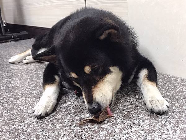 【開箱】寵物馬肉零食開箱。寵物展必買零食！日本賽犬最愛寵物馬肉品牌 Michinoku Farm 鎧帛寵物零食。正港宅配原肉寵物零食（貓狗肉品推薦 / 健康寵物肉片 / 毛小孩肉品零食推薦）－ 低熱量寵物零食 Michinoku Farm 馬肉肩厚切