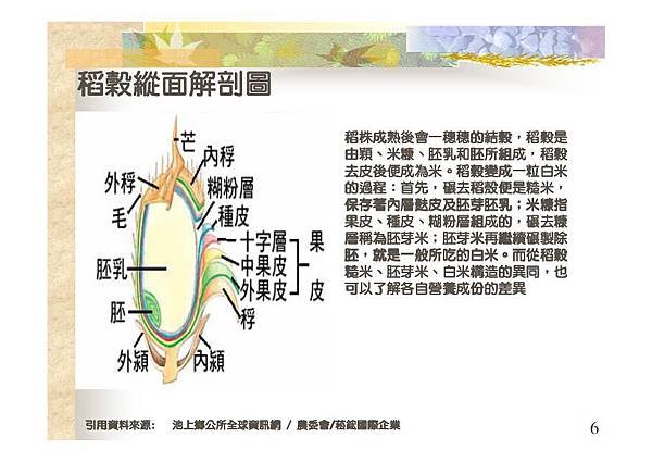 稻穀縱面解剖圖-6