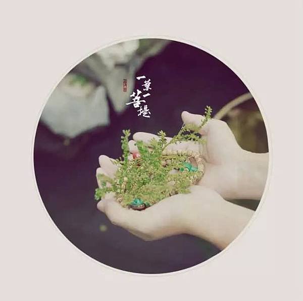 一葉一菩提1