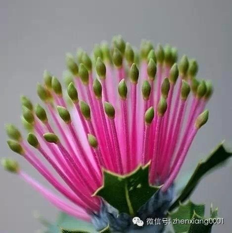 拔克西木，一根根的火柴！
