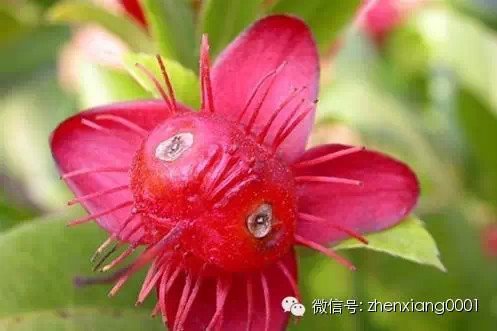 可愛！米老鼠樹花。 。 。