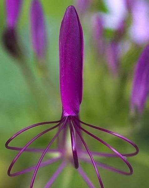 紫色蜘蛛花，像嗎？