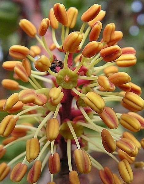 這還是花嗎？角豆花。 。 。