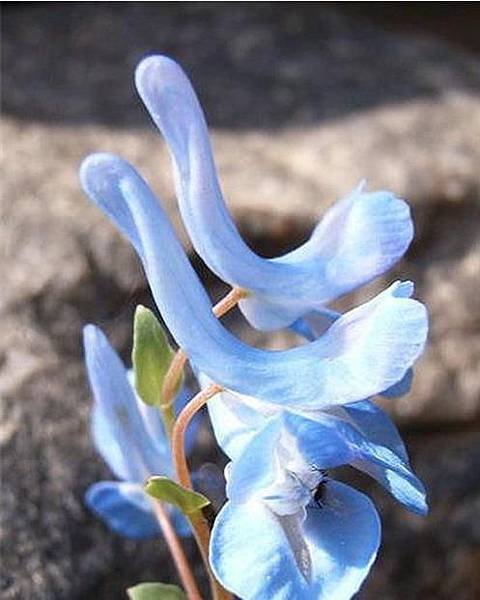 優雅的天鵝花1