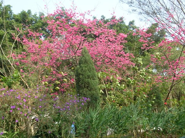 櫻花