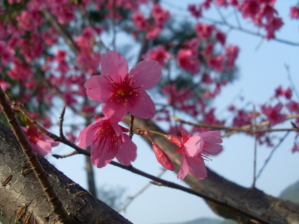 櫻花