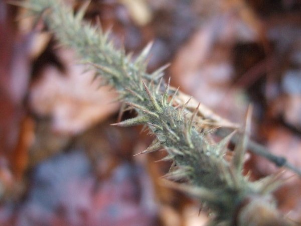 DSCF4025.jpg