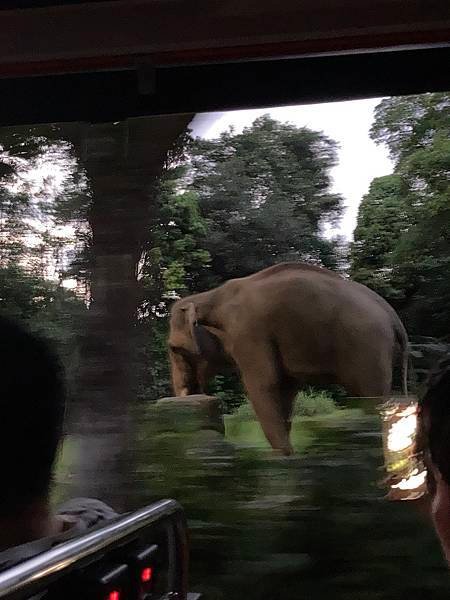 夜間動物園大象2.jpg