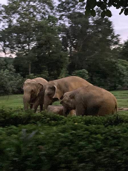 夜間動物園大象.jpg