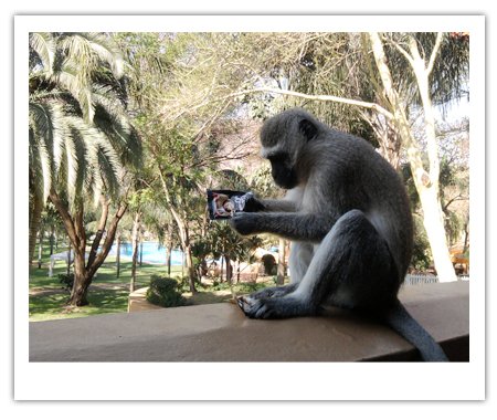monkey2.jpg