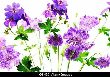 geranium05.jpg