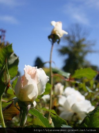 00134-夢娜維爾花園_resize.JPG
