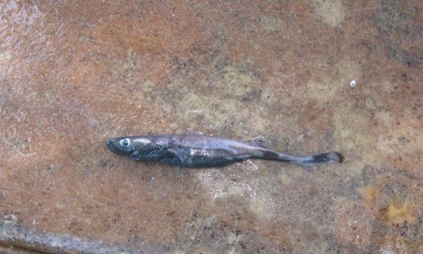 2009061607.jpg