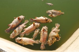 2009081720.jpg