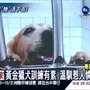 讓&quot;牠&quot;活下去! 黃金獵犬遭棄養