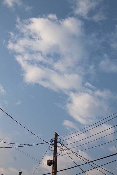 早晨的紅面鴨有白雲相伴