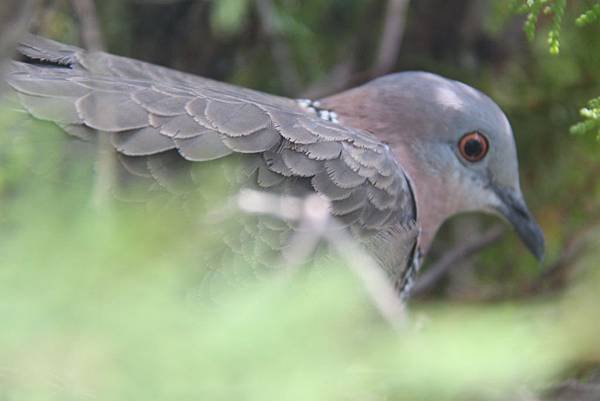 不驚不懼的斑鳩