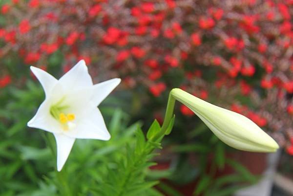 百合花