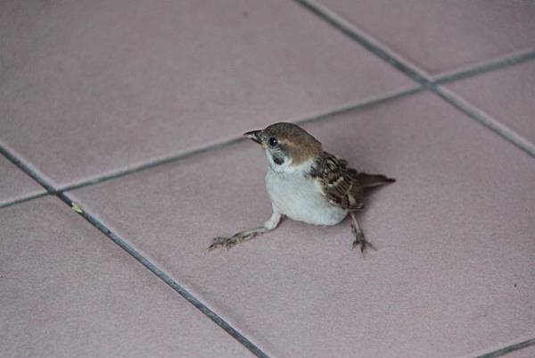 落難的幼鳥