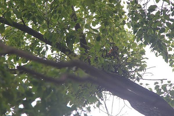 風雨過後，隱約看到黑冠麻鷺在鳥巢裡。