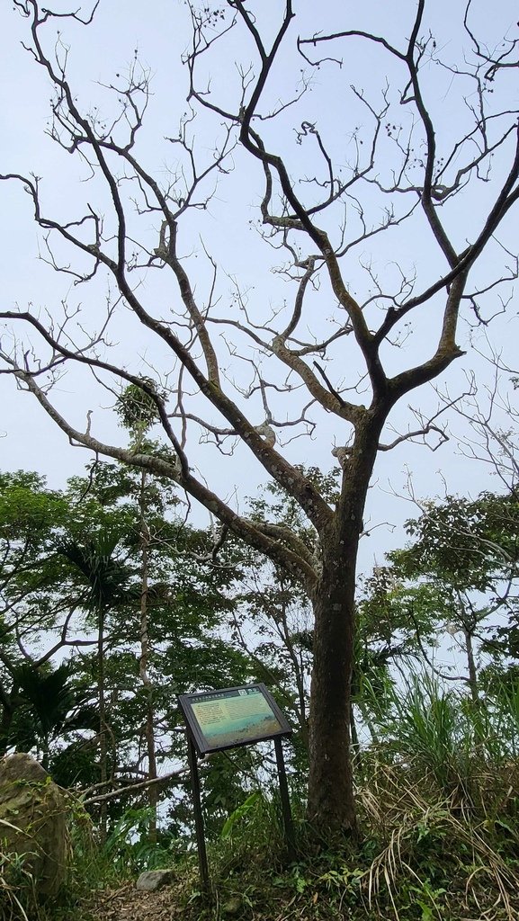 白河凍九雞o型連走