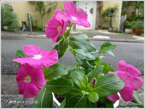 DSC08309_副本.jpg