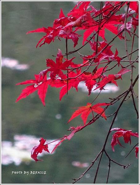 DSC06397_副本.jpg