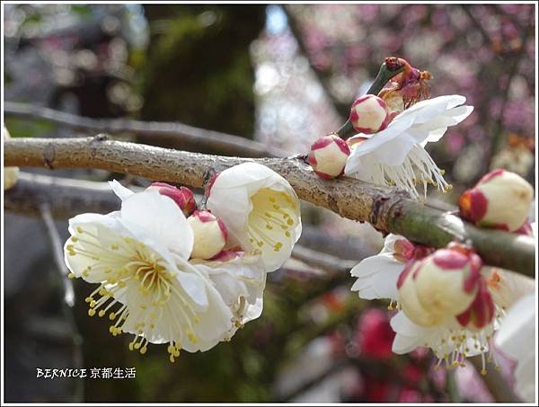 DSC02752_副本.jpg