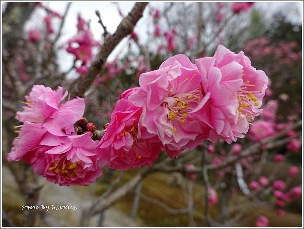 DSC04286_副本.jpg