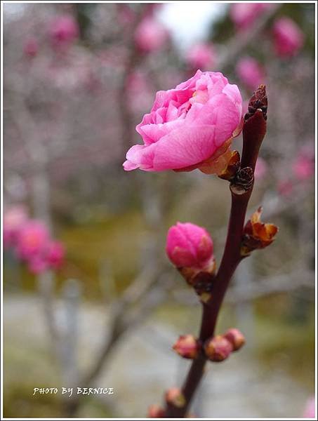 DSC04288_副本.jpg