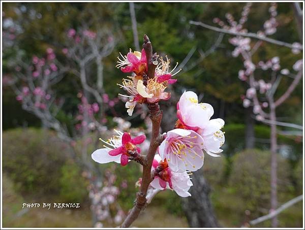 DSC04294_副本.jpg
