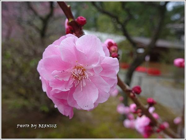 DSC04313_副本.jpg