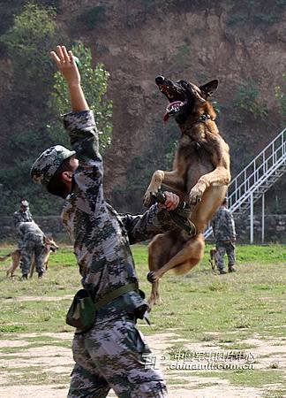 軍人與軍犬