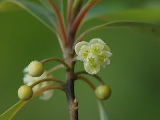 山胡椒(樟科)　網路的ˊ圖