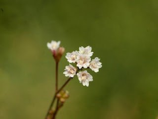 直立黃細心(紫茉莉科)　網路的ˊ圖