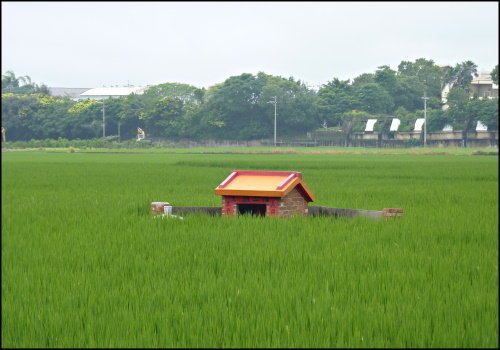 台中縣大甲鎮稻田中的土地公廟