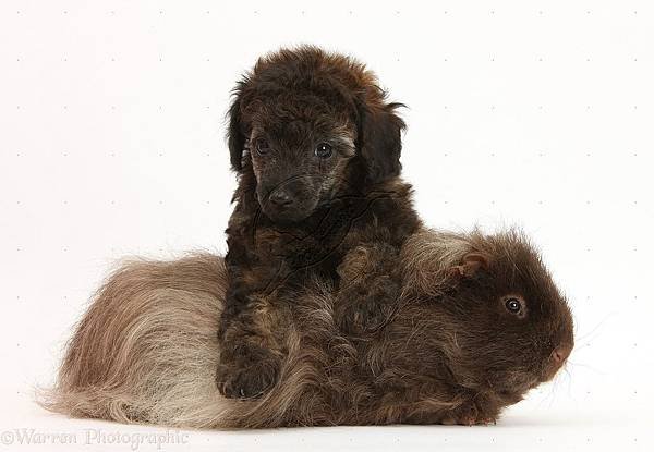 25536-Red-merle-Toy-Poodle-pup-and-shaggy-Guinea-pig-white-background