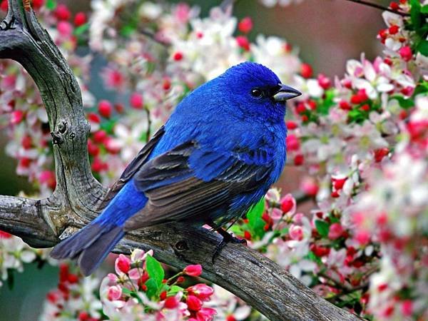 Animals-Birds-Blue-bird-016134-