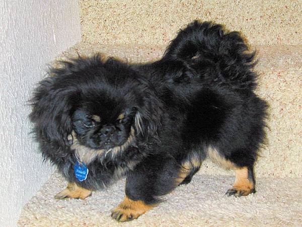 black-pekingese-dog-photo