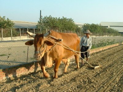 cow_b03.jpg