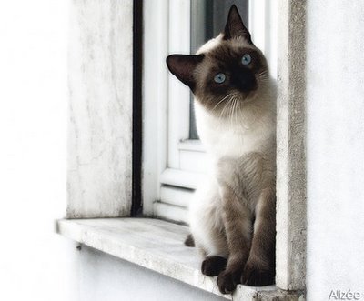 traditional-siamese-cat-picture