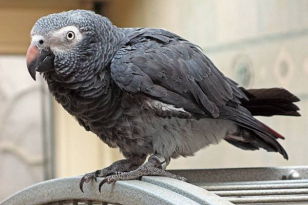 Psittacus_erithacus_timneh-parrot_on_cage