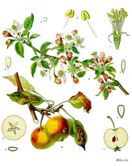 MALUS_~1