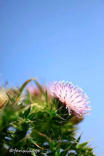 _MG_7480.JPG