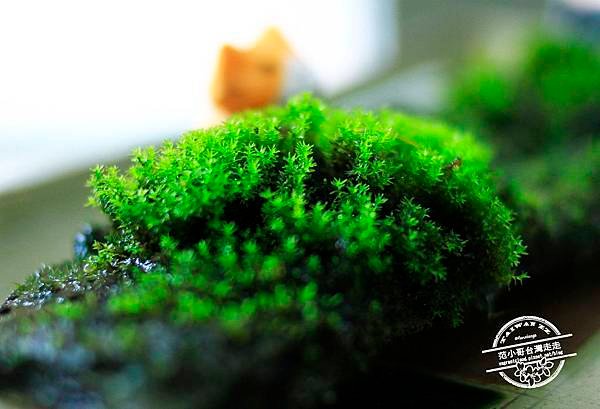 _MG_5079.JPG