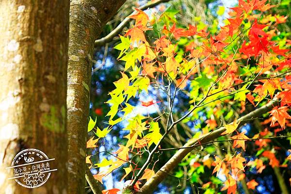 _MG_7700.JPG