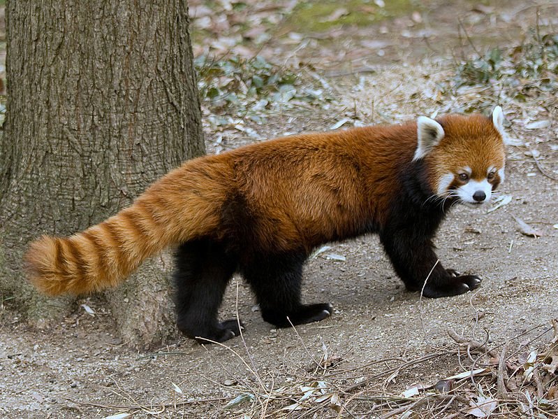 799px-RedPandaFullBody.jpg